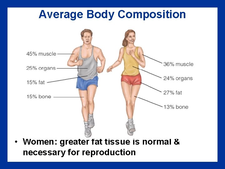 Average Body Composition • Women: greater fat tissue is normal & necessary for reproduction