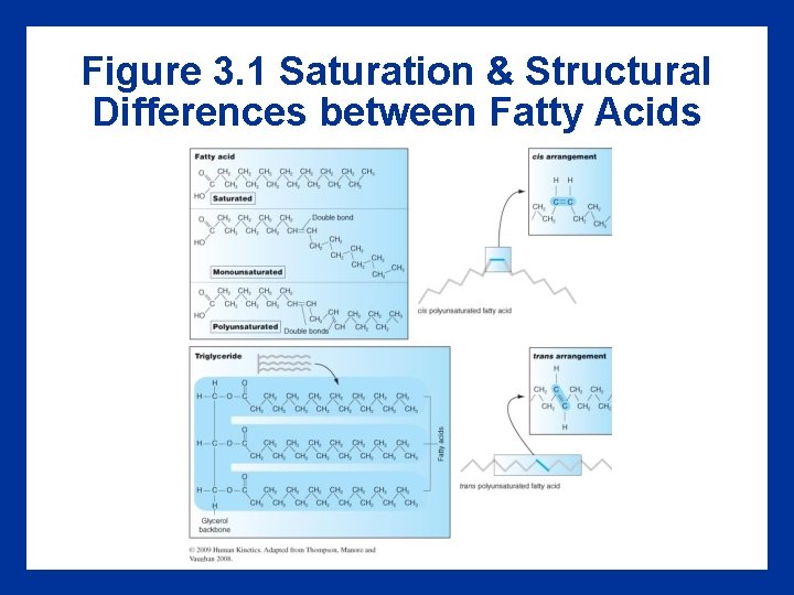 Figure 3. 1 Saturation & Structural Differences between Fatty Acids 