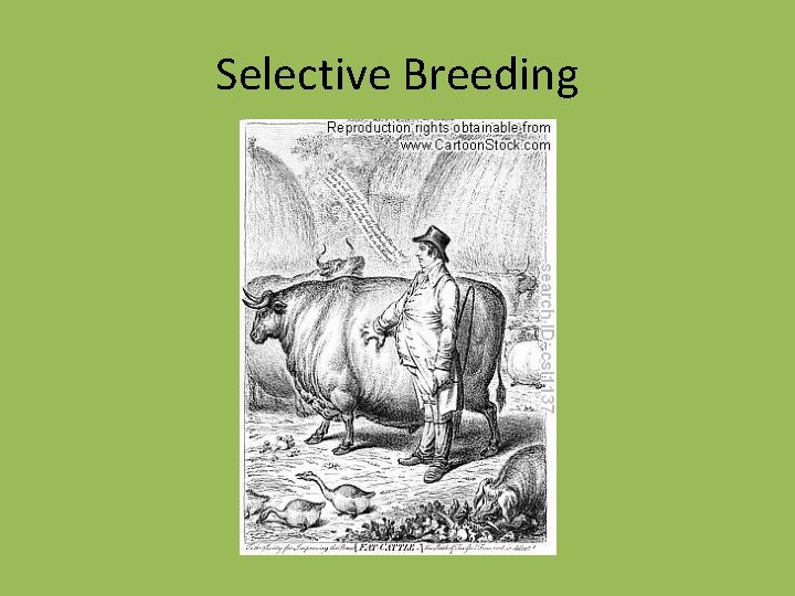 Selective Breeding 