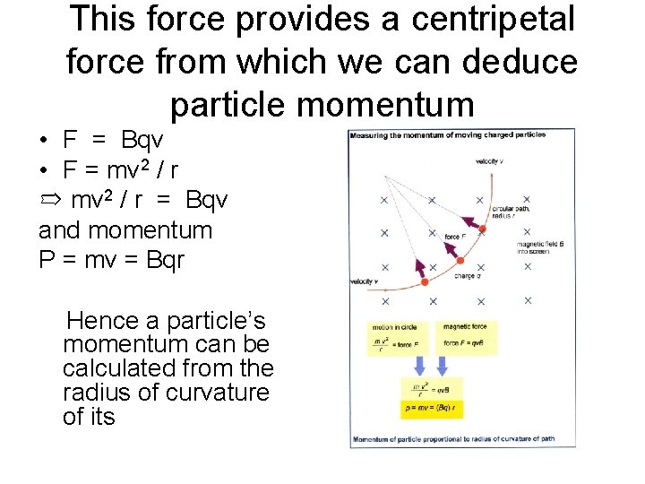 This force provides a centripetal force from which we can deduce particle momentum •