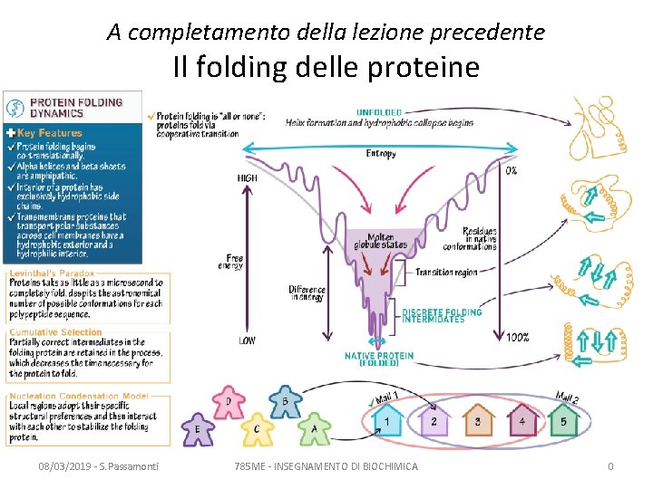 A completamento della lezione precedente Il folding delle proteine 08/03/2019 - S. Passamonti 785 A completamento della lezione precedente Il folding delle proteine 08/03/2019 - S. Passamonti 785