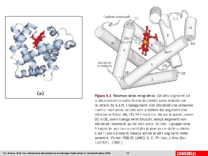 D. L. Nelson, M. M. Cox, Introduzione alla biochimica di Lehninger-Sesta edizio ne, Zanichelli D. L. Nelson, M. M. Cox, Introduzione alla biochimica di Lehninger-Sesta edizio ne, Zanichelli