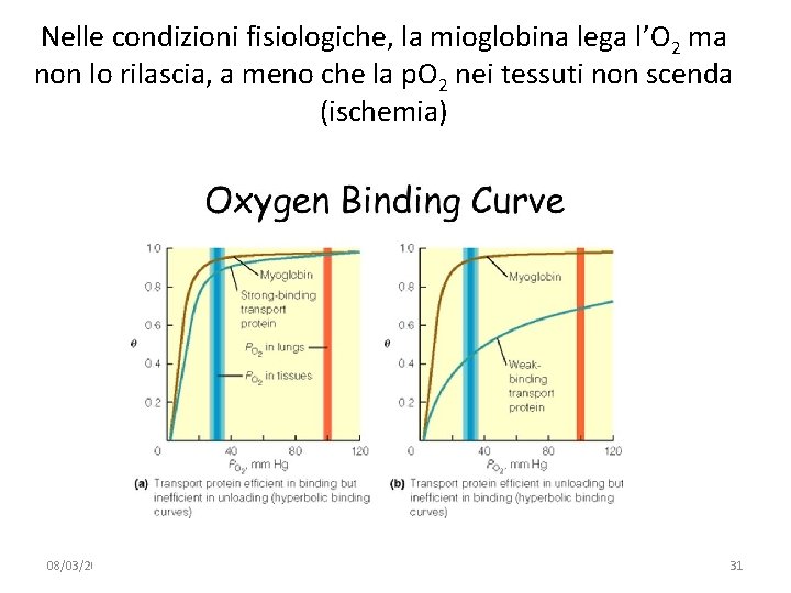 Nelle condizioni fisiologiche, la mioglobina lega l’O 2 ma non lo rilascia, a meno Nelle condizioni fisiologiche, la mioglobina lega l’O 2 ma non lo rilascia, a meno