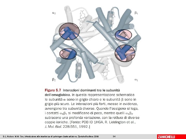 D. L. Nelson, M. M. Cox, Introduzione alla biochimica di Lehninger-Sesta edizio ne, Zanichelli D. L. Nelson, M. M. Cox, Introduzione alla biochimica di Lehninger-Sesta edizio ne, Zanichelli