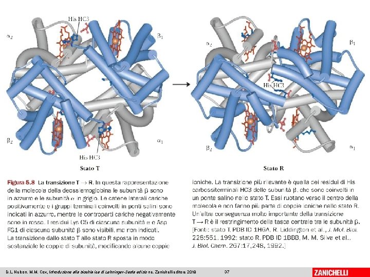 D. L. Nelson, M. M. Cox, Introduzione alla biochimica di Lehninger-Sesta edizio ne, Zanichelli D. L. Nelson, M. M. Cox, Introduzione alla biochimica di Lehninger-Sesta edizio ne, Zanichelli