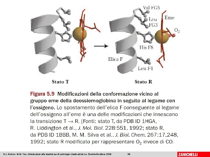 D. L. Nelson, M. M. Cox, Introduzione alla biochimica di Lehninger-Sesta edizio ne, Zanichelli D. L. Nelson, M. M. Cox, Introduzione alla biochimica di Lehninger-Sesta edizio ne, Zanichelli