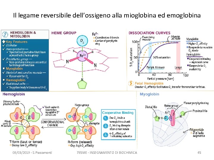 Il legame reversibile dell’ossigeno alla mioglobina ed emoglobina 08/03/2019 - S. Passamonti 785 ME Il legame reversibile dell’ossigeno alla mioglobina ed emoglobina 08/03/2019 - S. Passamonti 785 ME