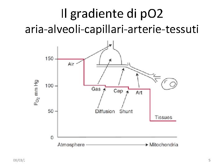 Il gradiente di p. O 2 aria-alveoli-capillari-arterie-tessuti 08/03/2019 - S. Passamonti 785 ME - Il gradiente di p. O 2 aria-alveoli-capillari-arterie-tessuti 08/03/2019 - S. Passamonti 785 ME -