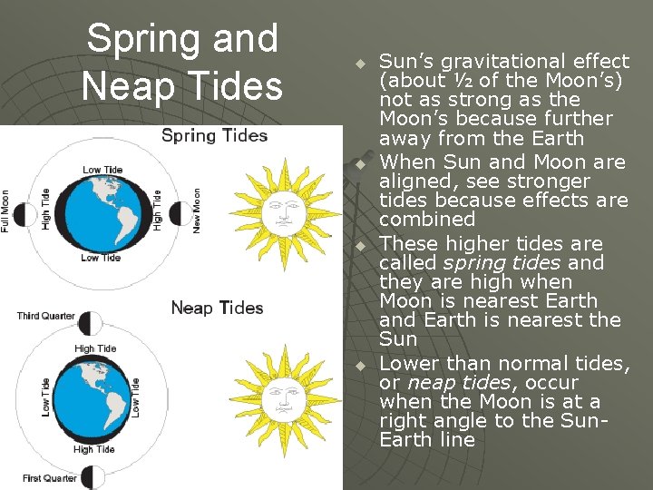 Spring and Neap Tides u u Sun’s gravitational effect (about ½ of the Moon’s)