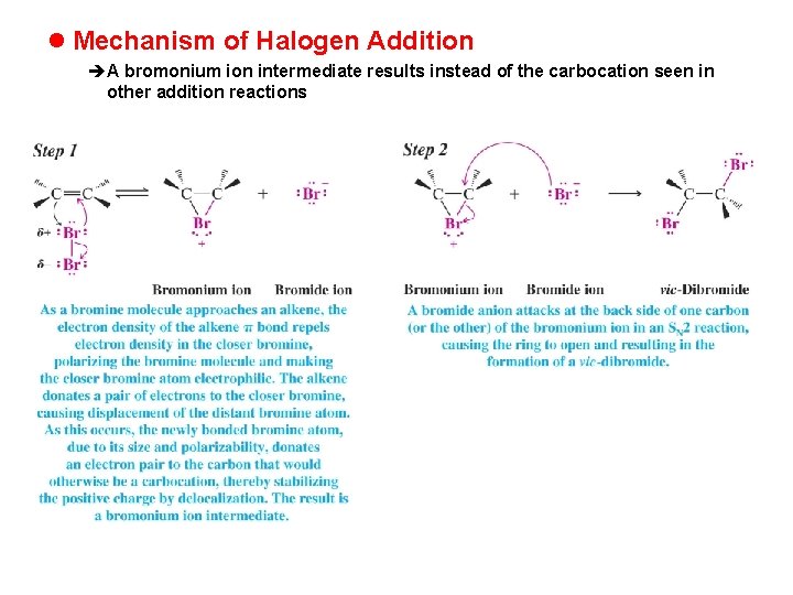 l Mechanism of Halogen Addition èA bromonium ion intermediate results instead of the carbocation