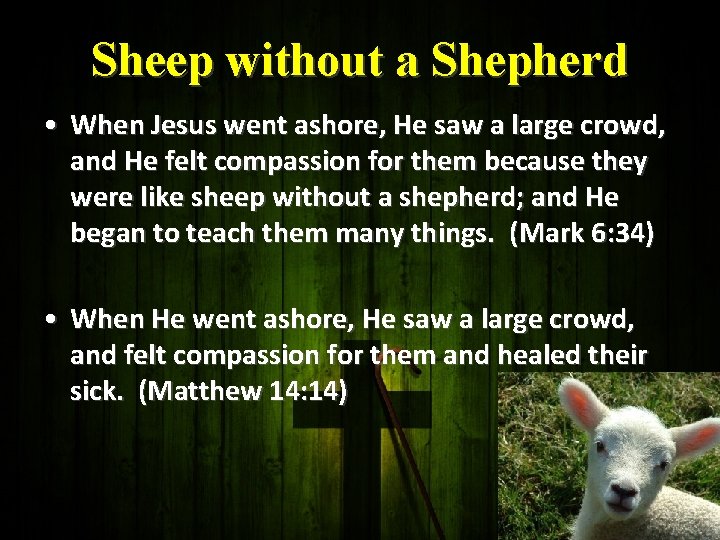 Sheep without a Shepherd • When Jesus went ashore, He saw a large crowd,