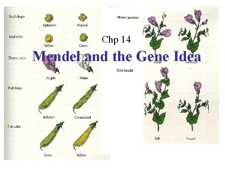 Chp 14 Mendel and the Gene Idea 