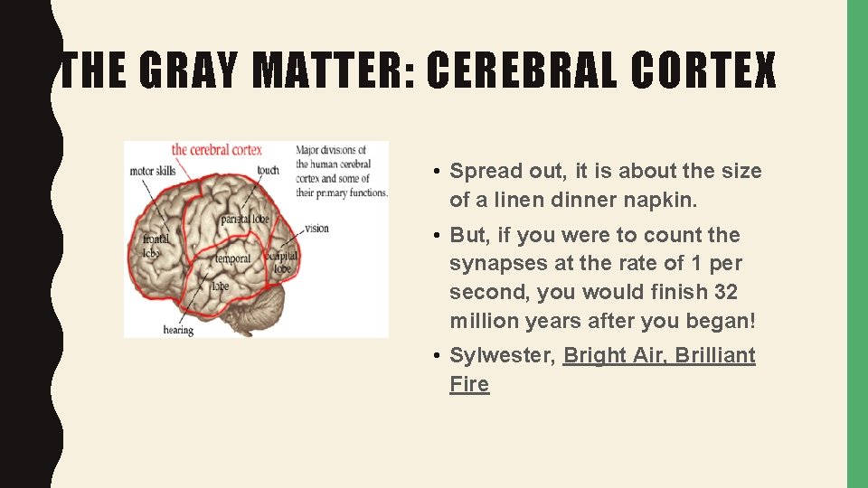 THE GRAY MATTER: CEREBRAL CORTEX • Spread out, it is about the size of