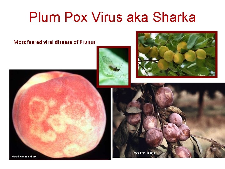 Plum Pox Virus aka Sharka Most feared viral disease of Prunus Photo by M.