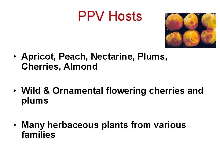 PPV Hosts • Apricot, Peach, Nectarine, Plums, Cherries, Almond • Wild & Ornamental flowering