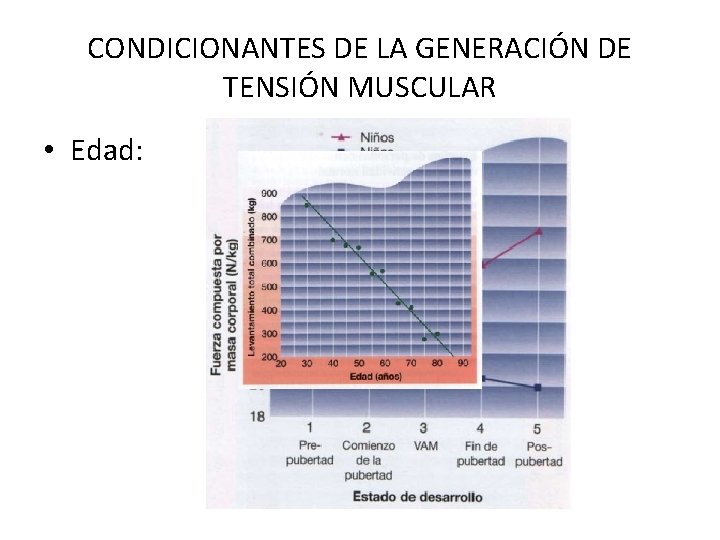 CONDICIONANTES DE LA GENERACIÓN DE TENSIÓN MUSCULAR • Edad: 