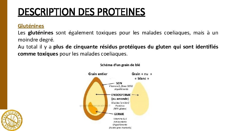DESCRIPTION DES PROTEINES Gluténines Les gluténines sont également toxiques pour les malades coeliaques, mais