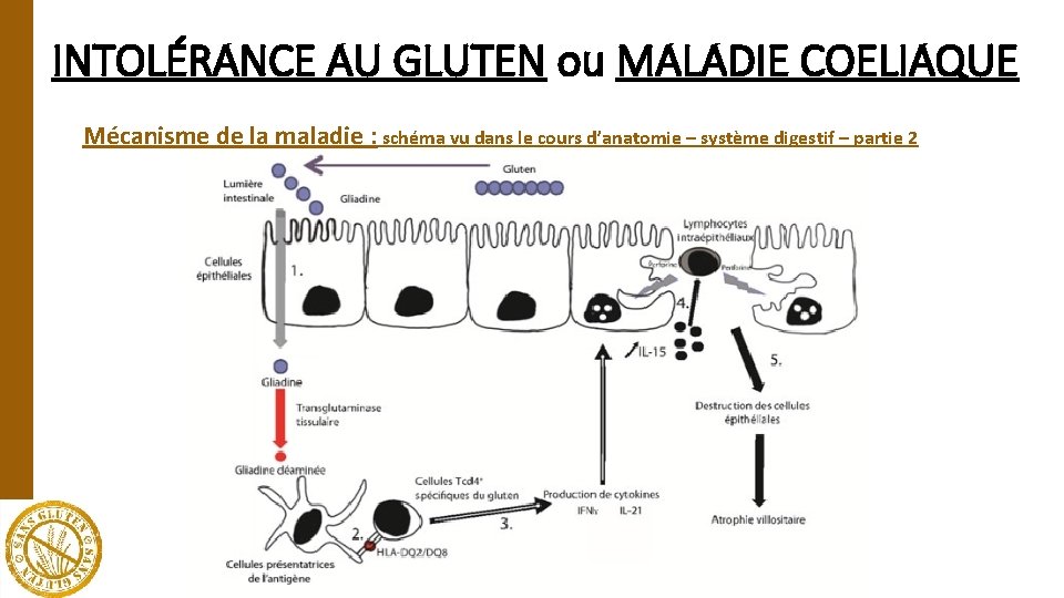 INTOLÉRANCE AU GLUTEN ou MALADIE COELIAQUE Mécanisme de la maladie : schéma vu dans