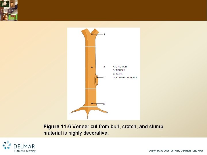 Figure 11 -6 Veneer cut from burl, crotch, and stump material is highly decorative.