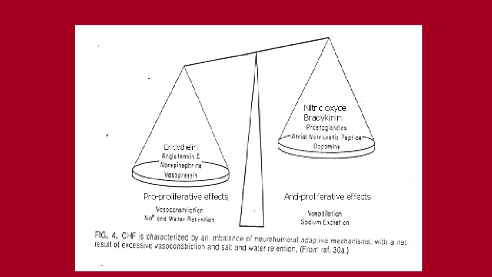 Nitric oxyde Bradykinin Endothelin Pro-proliferative effects Anti-proliferative effects 
