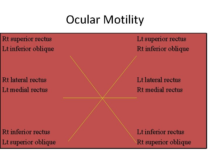 Ocular Motility Rt superior rectus Lt inferior oblique Lt superior rectus Rt inferior oblique