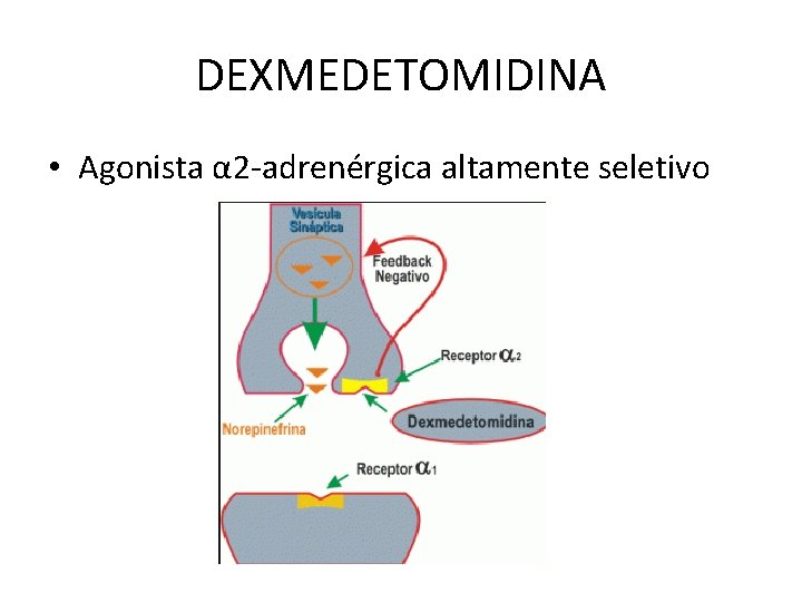 DEXMEDETOMIDINA • Agonista α 2 -adrenérgica altamente seletivo 