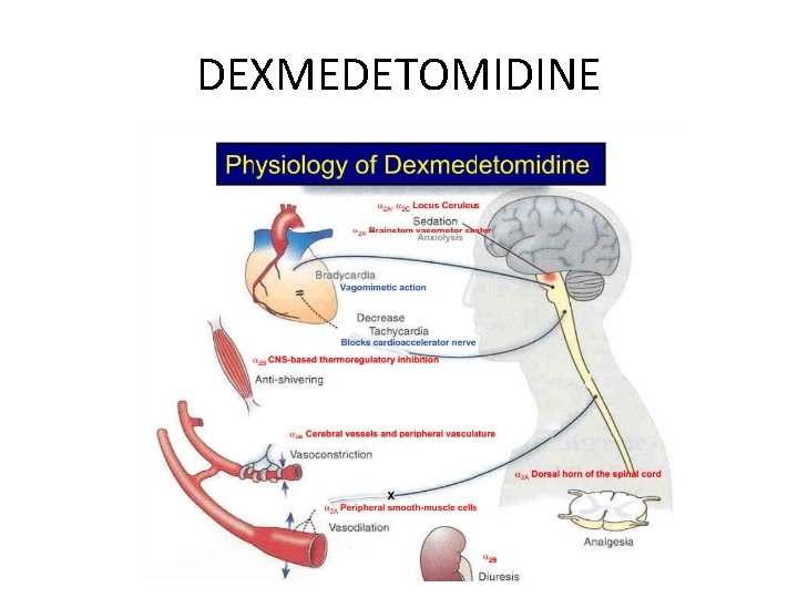 DEXMEDETOMIDINE 