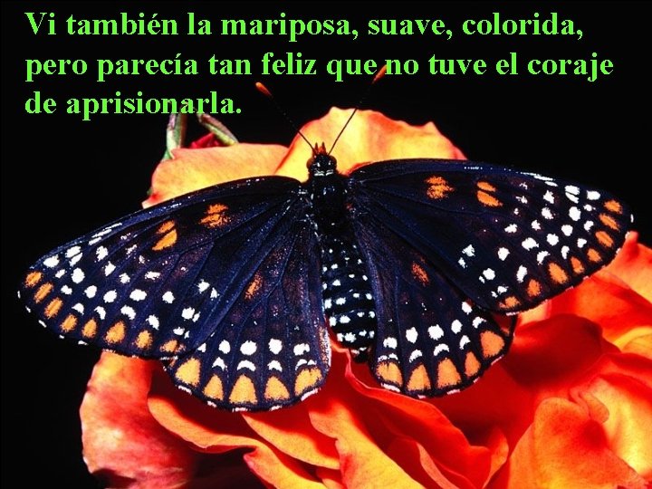 Vi también la mariposa, suave, colorida, pero parecía tan feliz que no tuve el