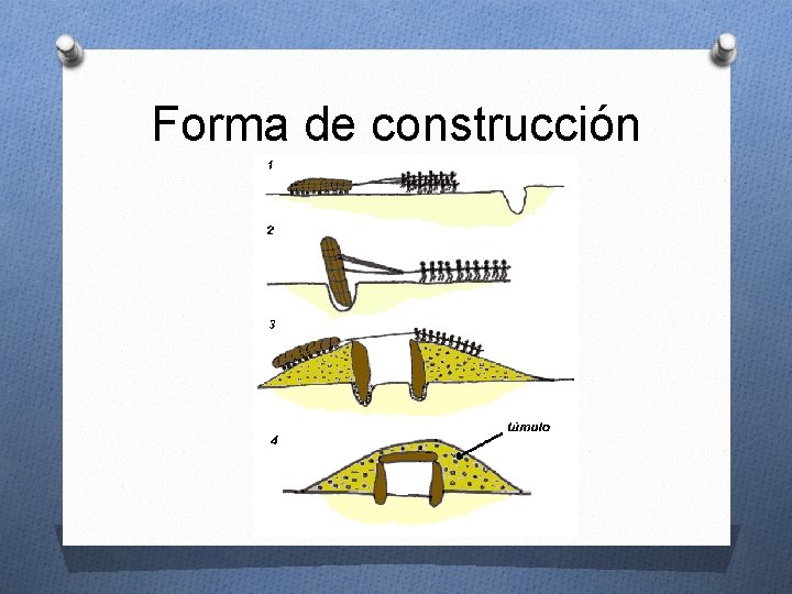 Forma de construcción Forma de construcción