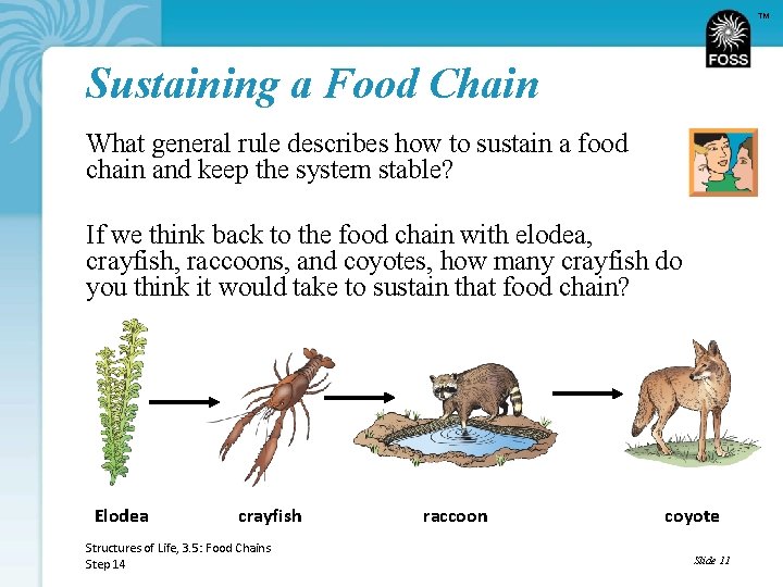 TM Sustaining a Food Chain What general rule describes how to sustain a food