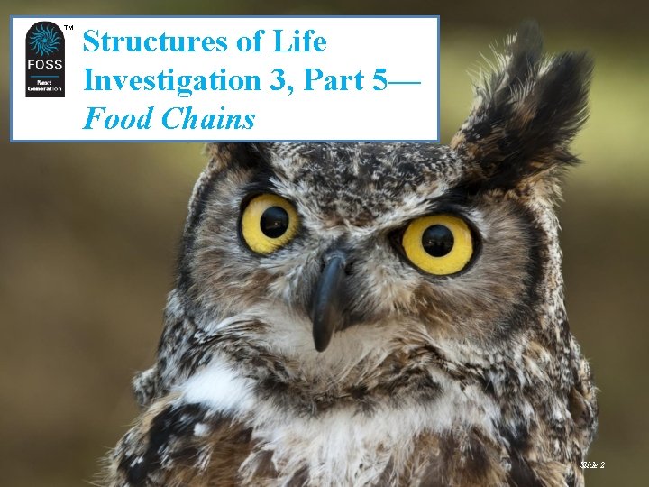 TM TM Structures of Life Investigation 3, Part 5— Food Chains Slide 2 