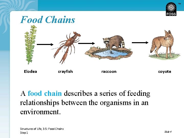 TM Food Chains Elodea crayfish raccoon coyote A food chain describes a series of