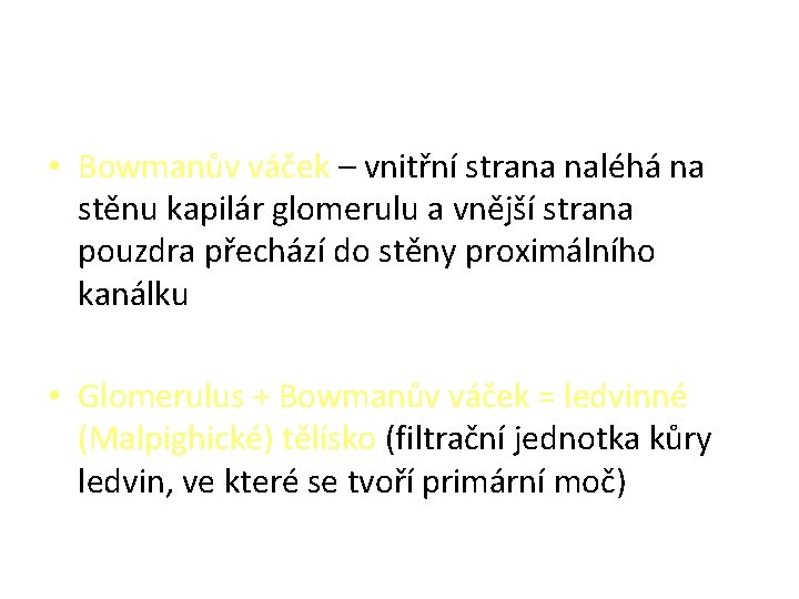  • Bowmanův váček – vnitřní strana naléhá na stěnu kapilár glomerulu a vnější