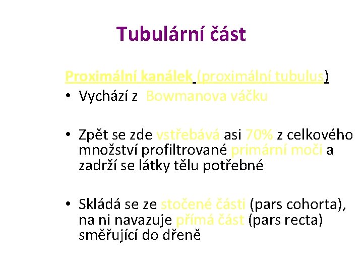 Tubulární část Proximální kanálek (proximální tubulus) • Vychází z Bowmanova váčku • Zpět se