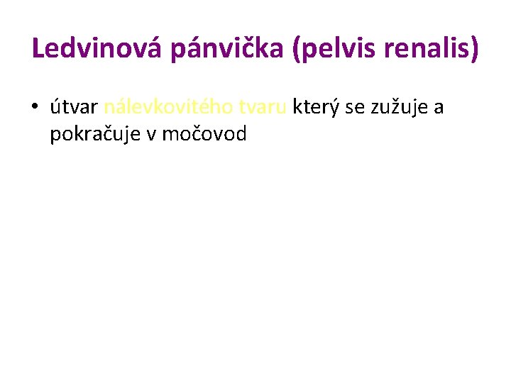 Ledvinová pánvička (pelvis renalis) • útvar nálevkovitého tvaru který se zužuje a pokračuje v