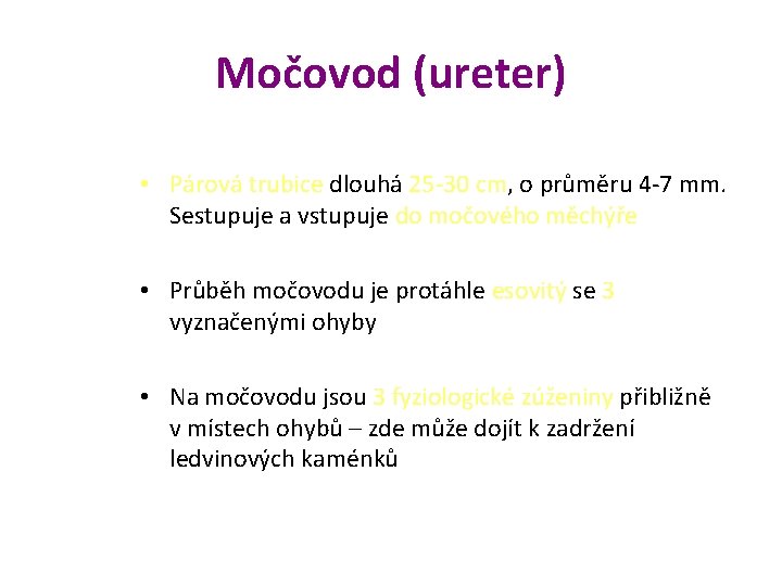 Močovod (ureter) • Párová trubice dlouhá 25 -30 cm, o průměru 4 -7 mm.