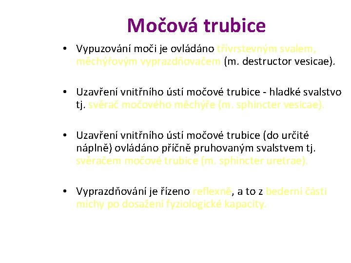 Močová trubice • Vypuzování moči je ovládáno třívrstevným svalem, měchýřovým vyprazdňovačem (m. destructor vesicae).