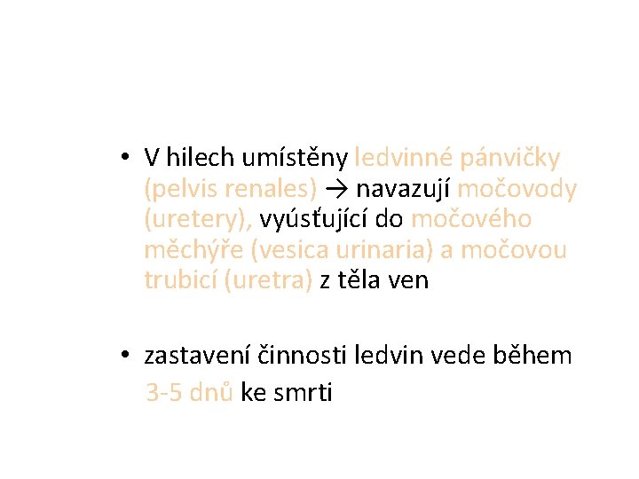  • V hilech umístěny ledvinné pánvičky (pelvis renales) → navazují močovody (uretery), vyúsťující