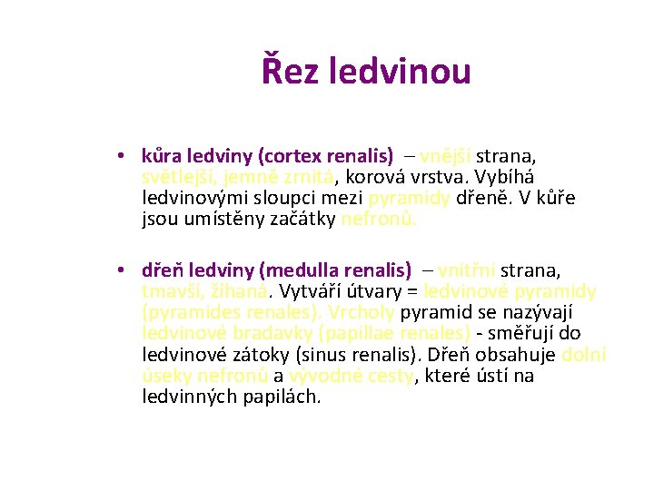 Řez ledvinou • kůra ledviny (cortex renalis) – vnější strana, světlejší, jemně zrnitá, korová