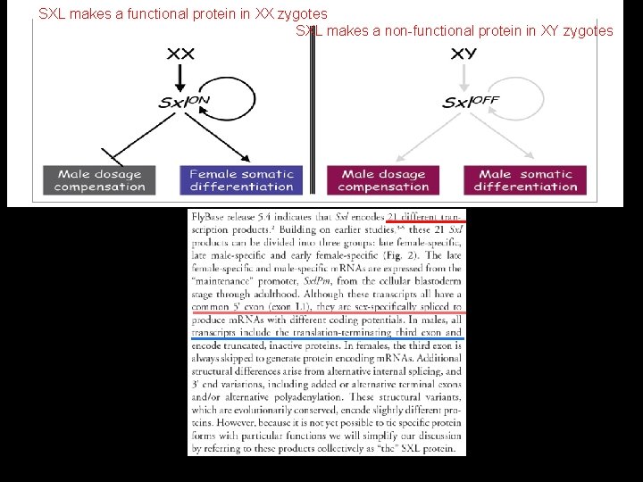 SXL makes a functional protein in XX zygotes SXL makes a non-functional protein in