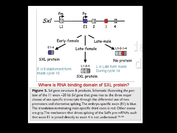 E is Establisment form Made cycle 10 L is Late form made During cycle