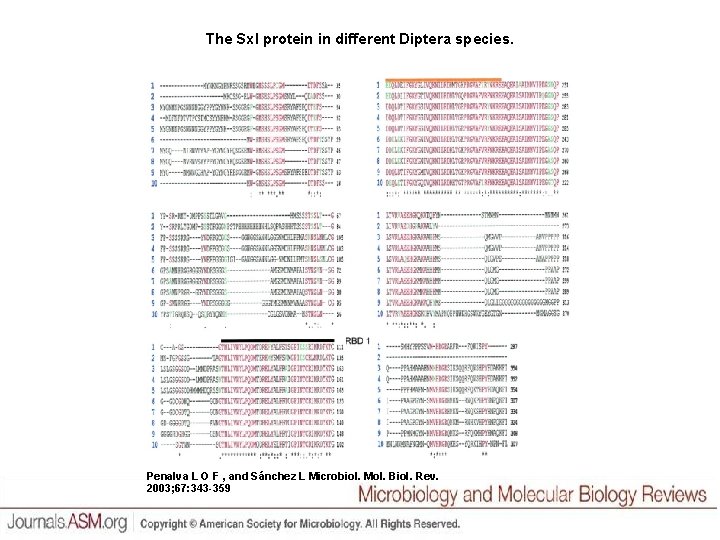 The Sxl protein in different Diptera species. Penalva L O F , and Sánchez