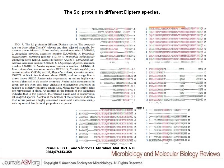 The Sxl protein in different Diptera species. Penalva L O F , and Sánchez