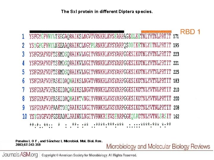 The Sxl protein in different Diptera species. Penalva L O F , and Sánchez