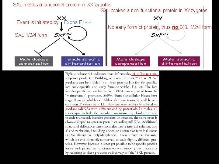 SXL makes a functional protein in XX zygotes SXL makes a non-functional protein in
