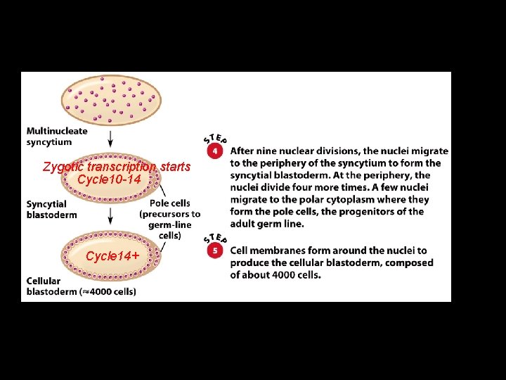 Zygotic transcription starts Cycle 10 -14 Cycle 14+ 