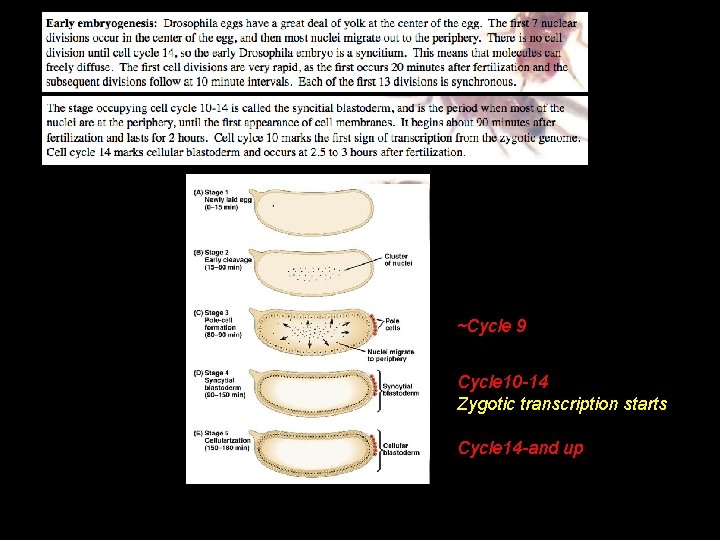 ~Cycle 9 Cycle 10 -14 Zygotic transcription starts Cycle 14 -and up 