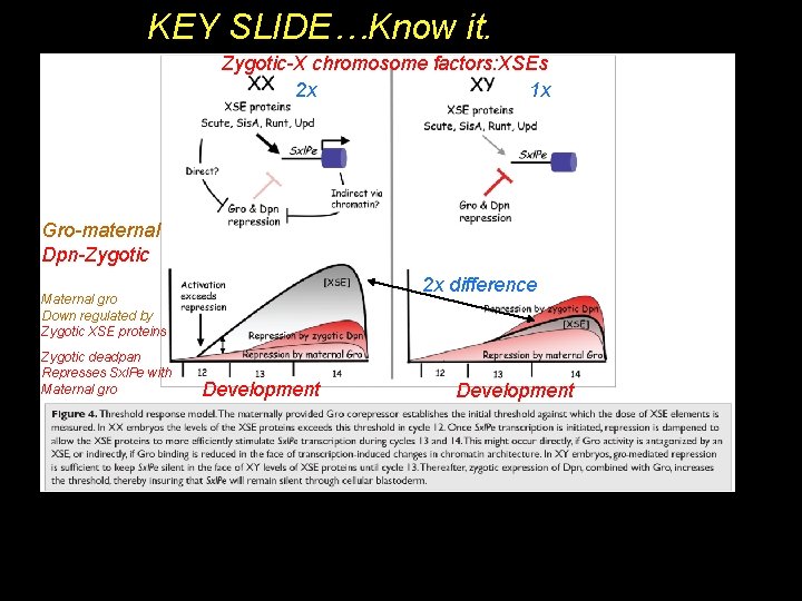 KEY SLIDE…Know it. Zygotic-X chromosome factors: XSEs 2 x 1 x Gro-maternal Dpn-Zygotic 2