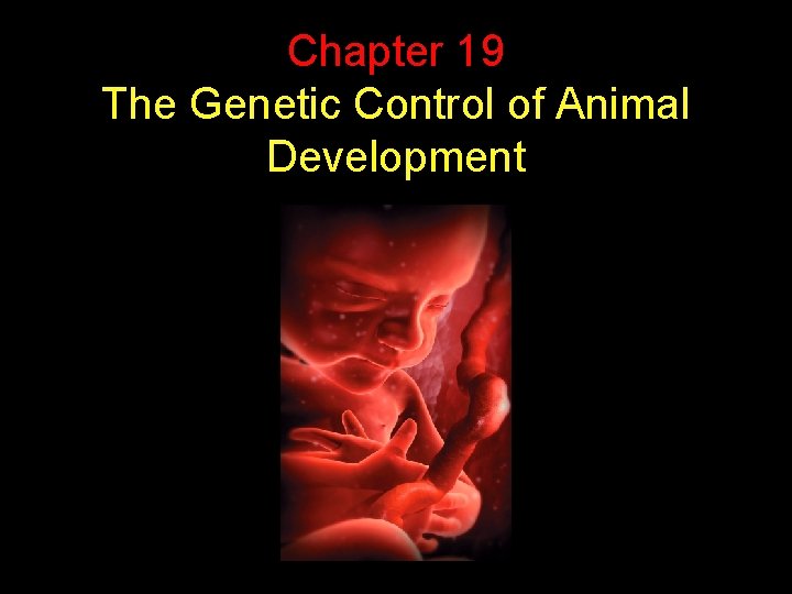 Chapter 19 The Genetic Control of Animal Development 