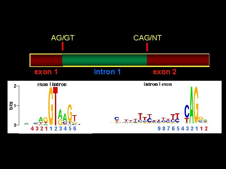 CAG/NT AG/GT exon 1 4321123456 intron 1 exon 2 98765432112 